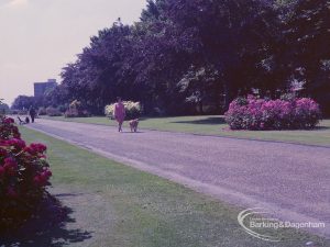 Britain in Bloom competition, showing drive looking south at Longbridge Road entrance of Mayesbrook Park, Dagenham, including young woman and dog, 1971