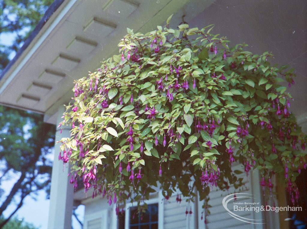 Britain in Bloom competition, showing hanging basket at Bowling Club in Barking Park, 1971