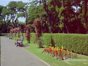 Britain in Bloom competition, showing hedge and flowers at Bowling Club in Barking Park, 1971