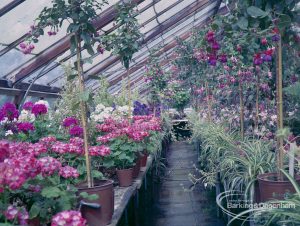 Britain in Bloom competition, showing greenhouse with hangng fuschias in Barking Park, 1971