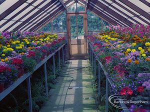 Britain in Bloom competition, showing both sides of greenhouse in Barking Park, with red and yellow flowers, 1971