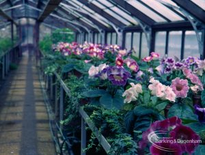 Britain in Bloom competition, showing greenhouse in Barking Park, one side featuring begonias, 1971