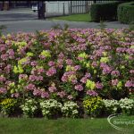 Britain in Bloom competi...