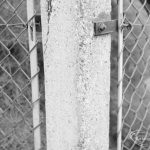 Offending hedge at rear ...