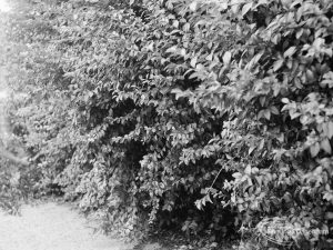 Offending hedge at rear of Woodward Library, Dagenham, showing dense portion of hedge by itself, 1971