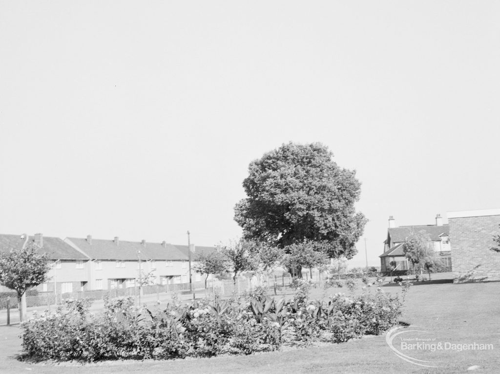 Rose Lane, Marks Gate, with lawn, rose bed and tree, and houses in background, 1971