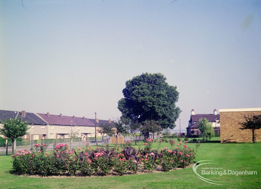 Rose Lane, Marks Gate, with lawn, rose bed and tree, and houses in background, 1971