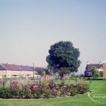 Rose Lane, Marks Gate, with lawn, rose bed and tree, and houses in background, 1971