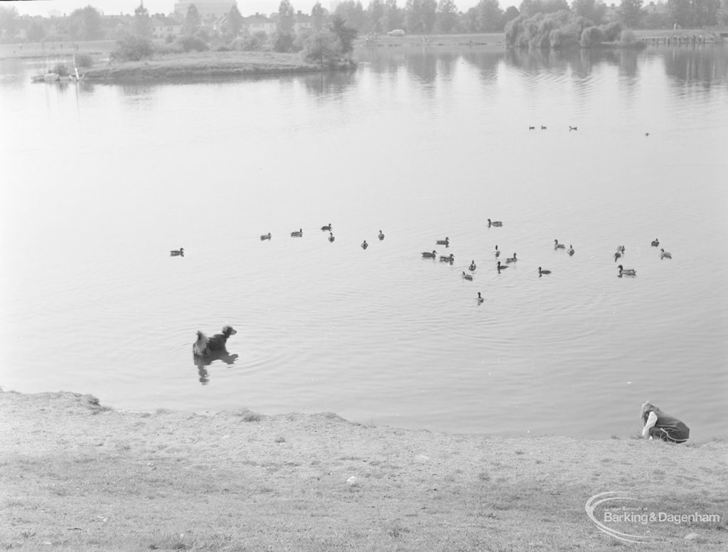 Barking Carnival 1971 from Mayesbrook Park, showing a child and a dog in the lake, observing the ducks, 1971