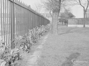 Rectory Library, Dagenham, showing newly planted laurel hedge to north-west, 1972