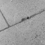 Highways, showing slight depression in pavement outside Police Station, Ripple Road, Barking, with 2p coin to give sense of scale, 1972