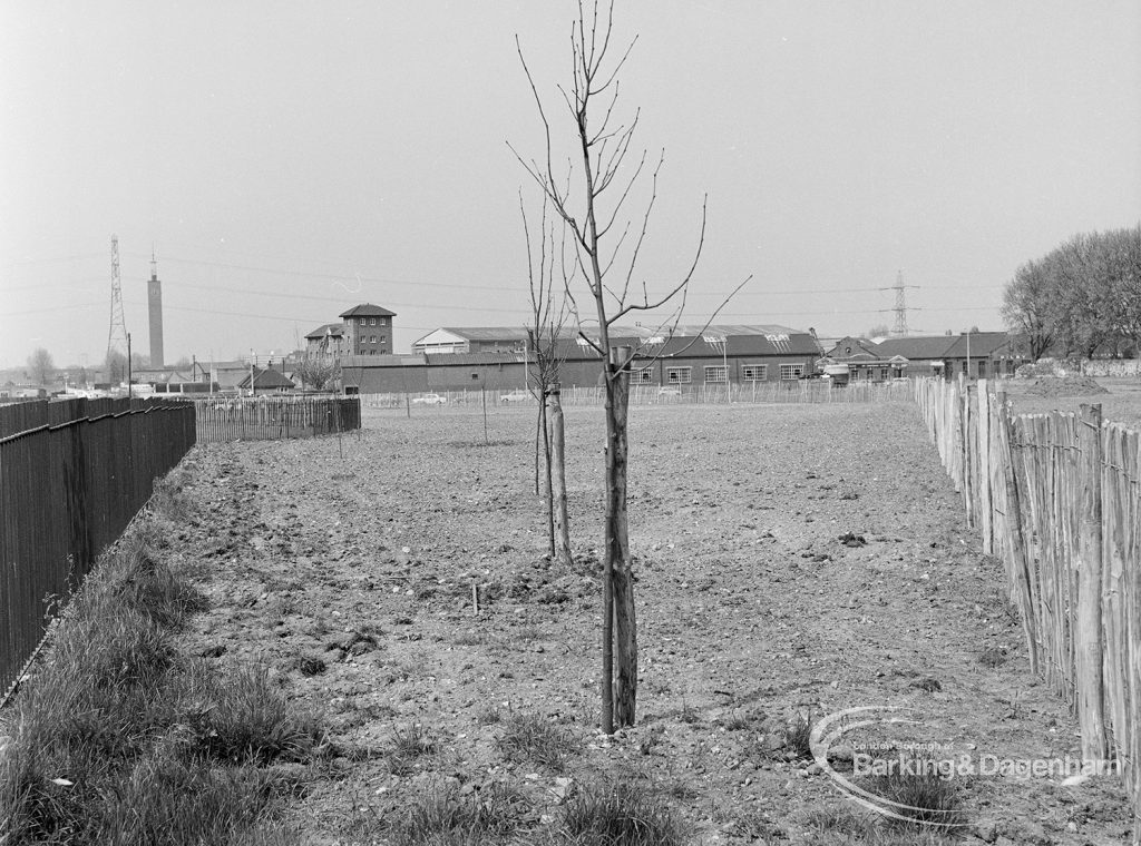 Old Barking landscaping, showing freshly planted trees, 1972