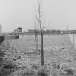 Old Barking landscaping, showing freshly planted trees, 1972