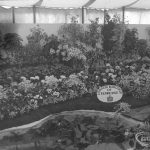 Dagenham Town Show 1973 ...