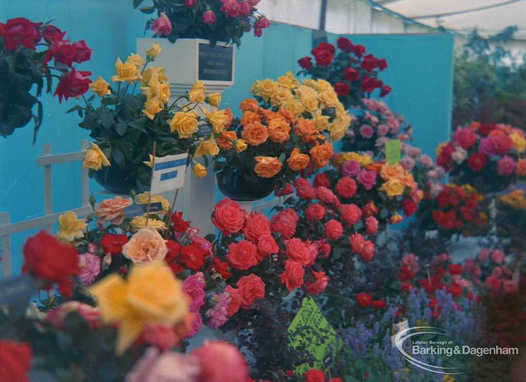 Dagenham Town Show 1973 at Central Park, Dagenham, showing grouped rose exhibits in the Horticulture marquee, 1973