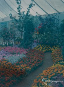 Dagenham Town Show 1973 at Central Park, Dagenham, showing London Borough of Barking Parks Department display, with marigolds and other flowers, 1973