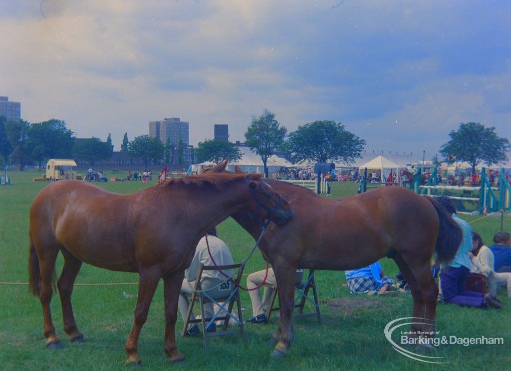 Dagenham Town Show 1973 at Central Park, Dagenham, showing Horse Trials, with two chestnuts nuzzling each other, 1973