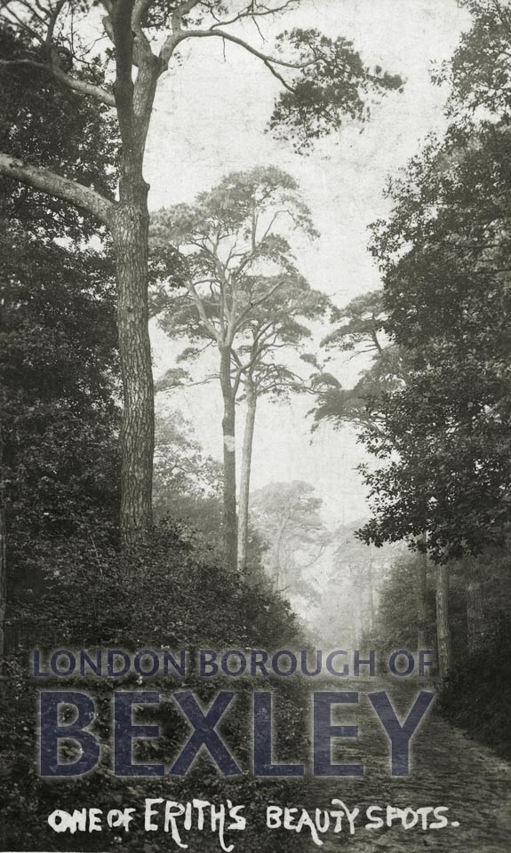 One of Erith’s Beauty Spots (Lesness Woods) 1910