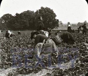 PHBOS_2_1200 Strawberry picking in Warren Farm fields, Bexleyheath  c1910