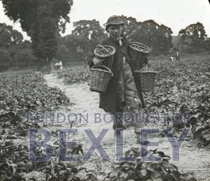 PHBOS_2_1201 Strawberry picking in Warren fields, Bexleyheath c1910