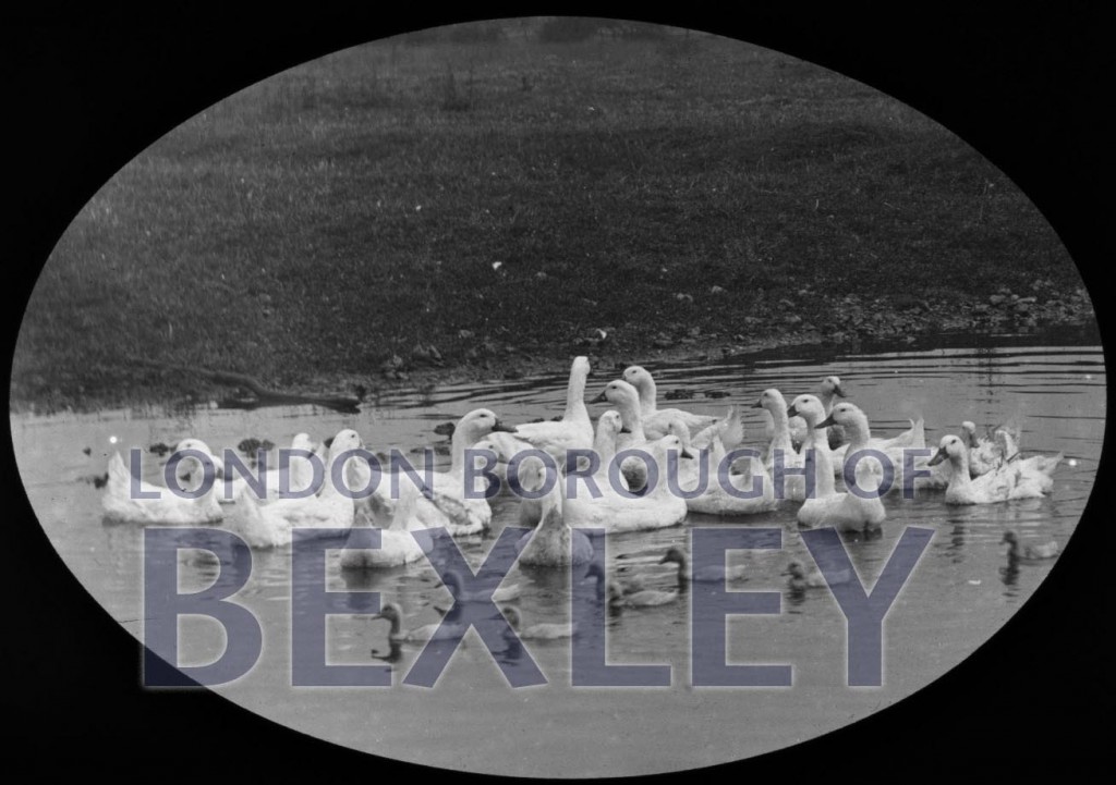 Ducks at Kelsey’s Farm, Bexley 1892