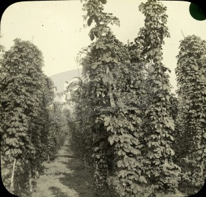F. Hop Growing : J.Webber, Canterbury, Canterbury Unknown