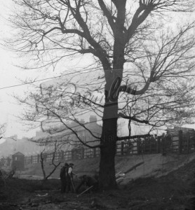 Felling tree by Clock House Bridge, Beckenham, Beckenham