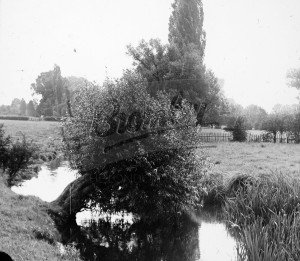 Otford and Shoreham – willow and poplar, Otford & Shoreham undated