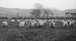 Otford and Shoreham – sheep, Otford & Shoreham undated