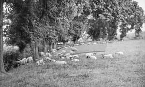 Otford and Shoreham – sheep under trees, Otford & Shoreham undated