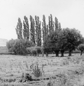 Otford and Shoreham – poplars and seven sisters tress, Otford & Shoreham undated
