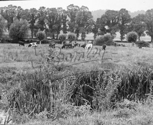 Otford and Shoreham – cattle in rushes, Otford & Shoreham undated
