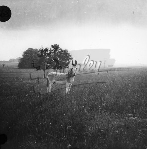 Mule in large field,  undated