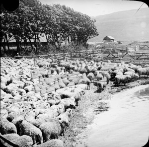 Sheep, undated