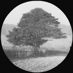 Yew – Cudham Lane, Cudham undated