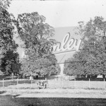 Avenue of trees in Langley, Beckenham