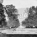 Avenue of trees in Langley, Beckenham