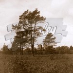 Keston Common