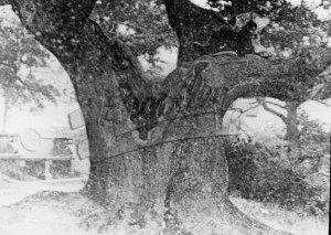 The Wilberforce Oak, Keston, Keston