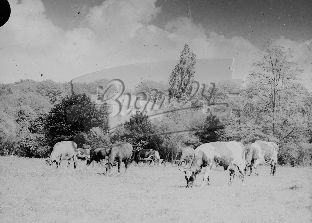 Phls 1208 High Elms Country Park Farnborough Bromley Borough Photos