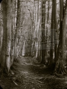 Beech Walk, Downe, Downe