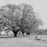 The Oaks, Forest Way, Orpington, Orpington