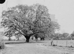 The Oaks, Forest Way, Orpington, Orpington
