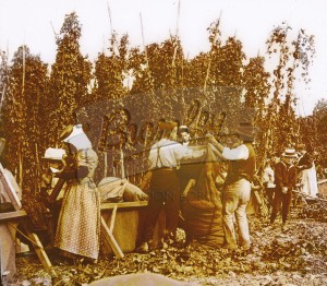 Hop picking at Knoll, Orpington, Orpington 1900s