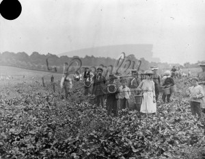Fruit Picking at Perry Hall Farm, Orpington, Orpington 1904