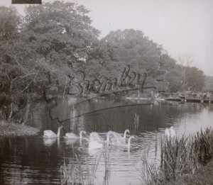 Orpington Pond, Orpington