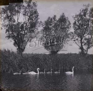 Orpington Pond, Orpington