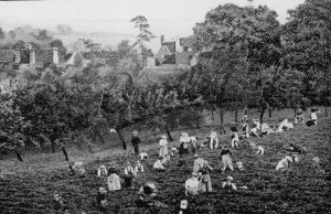 Strawberry picking, Orpington, Orpington c.1906