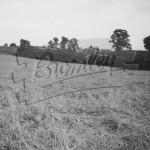 Court Lodge Estate, Orpington, Orpington 1958