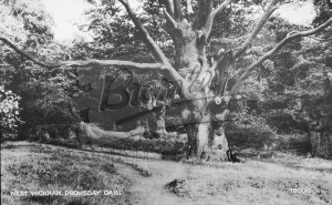 Doomsday Oak, West Wickham